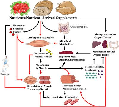 Editorial: Nutrition in the Regulation of Muscle Development and Repair